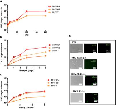 DNA Sensors’ Signaling in NK Cells During HHV-6A, HHV-6B and HHV-7 Infection